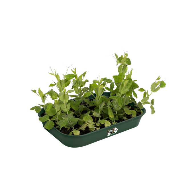 green basics kweektray m blad groen